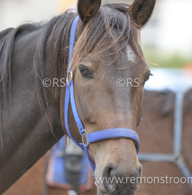 4071 – Zandvoort -2